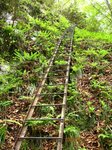 Img_8710hashigo.jpg