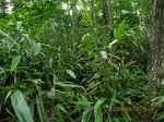 Img_8974ヤブ.jpg