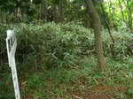 Img_8980山頂ヤブ.jpg