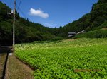 Img_9156そば畑.jpg