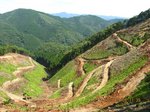 Img_9168伐採.jpg