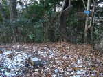 Img_9286sankaku.jpg
