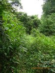 Img_9328ヤブ道.jpg