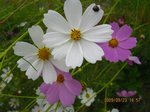 Img_9338コスモス.jpg