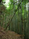 Img_9430山道.jpg