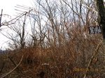 Img_9451sanchou.jpg
