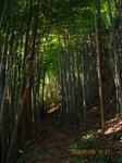 Img_9473chikurin.jpg