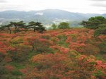 Img_9502ツツジ.jpg