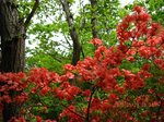 Img_9512ツツジ.jpg