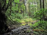 Img_9729沢.jpg