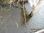 Img_9752鮭.jpg