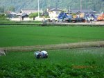 Img_9773田の草取り.jpg