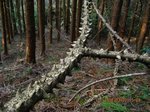 Img_9799tsuta.jpg