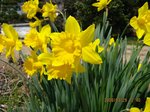 Img_9852suisen.jpg