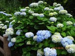 Img_9859あじさい.jpg