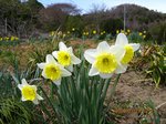 Img_9866suisen.jpg