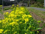 Img_9867nanohana.jpg
