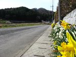 Img_9873suisen.jpg