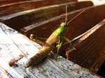 Img_9984バッタ.jpg